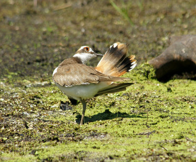 Killdeer preening