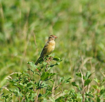 Immature or female Bobolink? 7/30/10