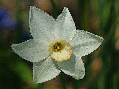Daffodil - tower hil