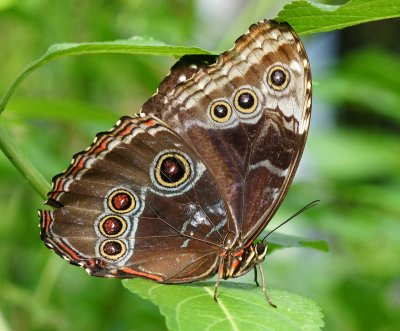 Blue Morpho