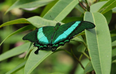 Emerald Swallowtail
