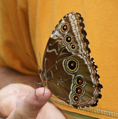 Blue Morpho