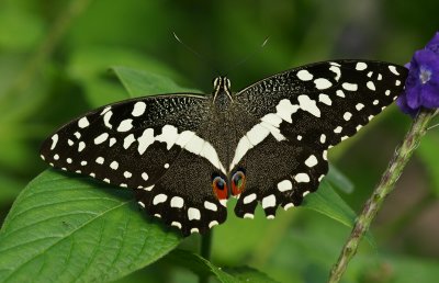 Citrus Swallowtail
