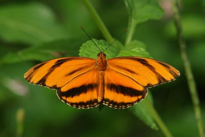 Banded Orange