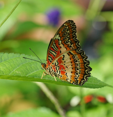 Lace Wing