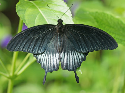 Swallow tail