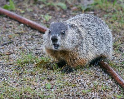 Groundhog in our yard