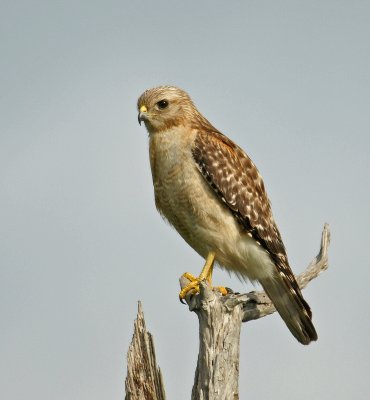 Red Tailed hawk