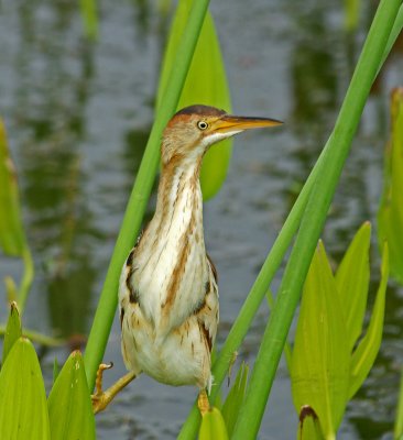 Least Bittern (camera on wrong setting - a bit overexposed)