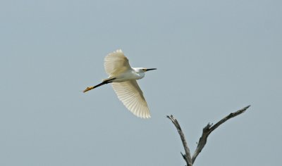 Snowy Egret