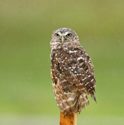 Burrowing Owl on a post that marks the nest