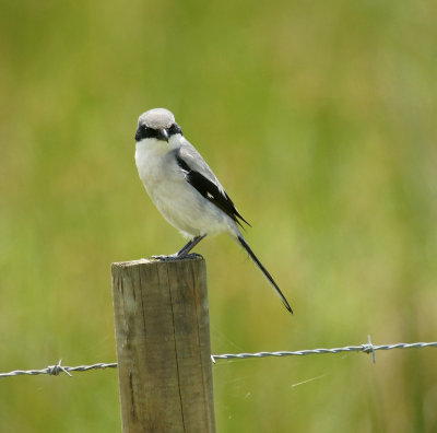 Loggerhead Shrike