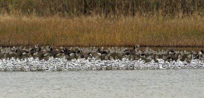 Huddled Avocets plus some geese and some shore birds