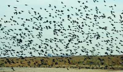 Blackbirds in flight