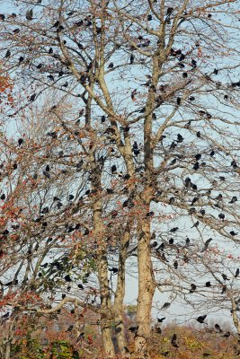 Blackbirds in tree
