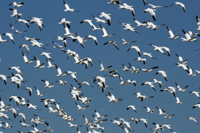 Snow Geese in Flight