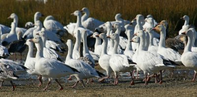 Snow Geese
