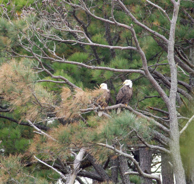 Eagles nesting quite far away obviously