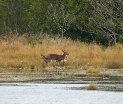 Deer