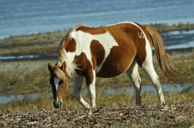 Pony