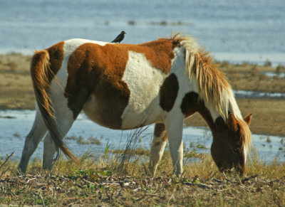 Pony with rider