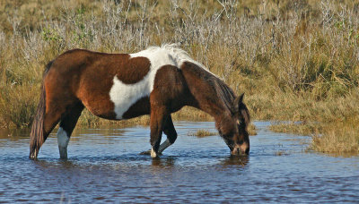 Pony