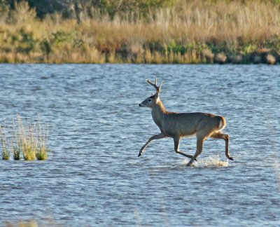 Deer