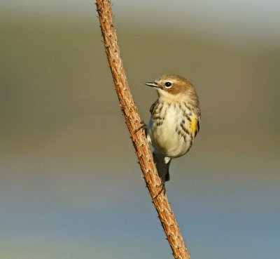 Yellow Rumped Warbler