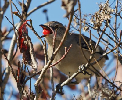 Blurry Mockingbird with berry