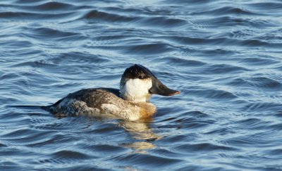 Ruddy Duck