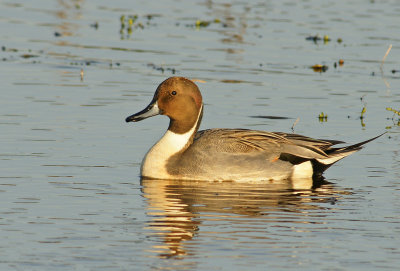 Pintail Duck