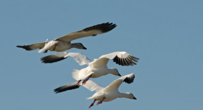 Snow Geese