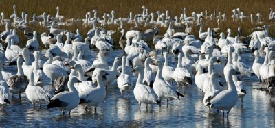 Flock of Snow Geese