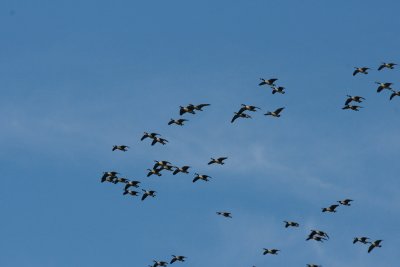 Geese flying over