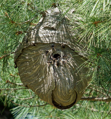 hornet nest- 8/28/12