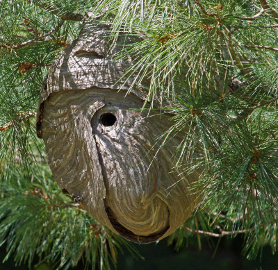 hornet nest-8/26/12 - Framingham