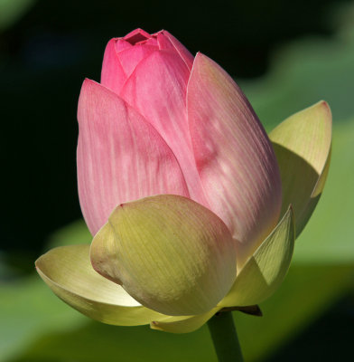 pink lotus flower-9/10/12 - Framingham
