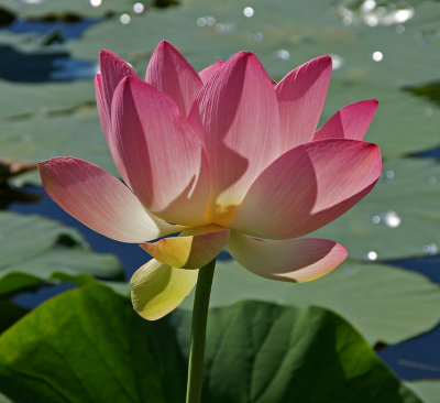 pink lotus flower