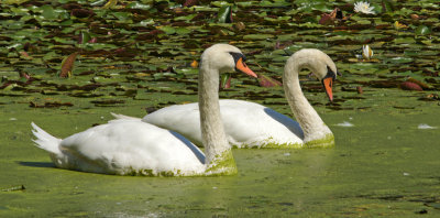 broadmoor - Swans-9/1/12