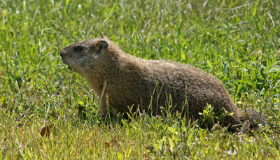 broadmoor-Groundhog