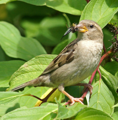 elm bank-Sparrow