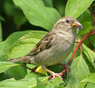 elm bank-Sparrow with bug