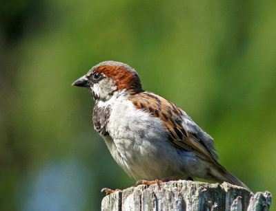 elm bank-Sparrow