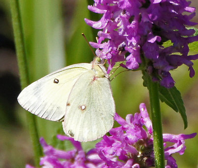 elm bank-Butterly