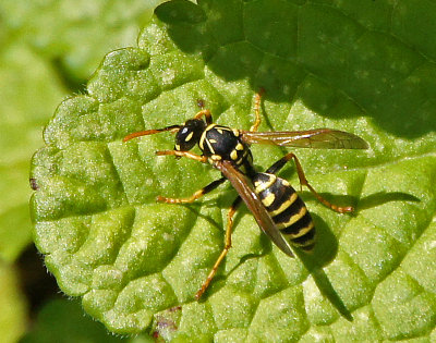 elm bank-Bee