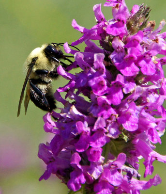 elm bank-Bee