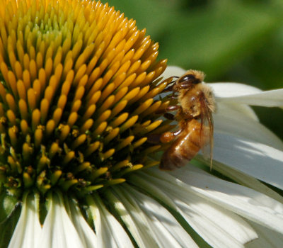 elm bank-Bee