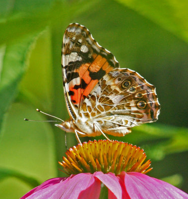 elm bank-Butterfly