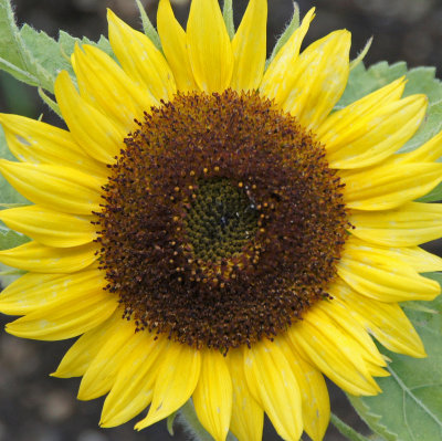 elm bank-Sun Flower