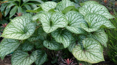 elm bank-Leaves